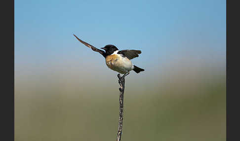 Schwarzkehlchen (Saxicola torquata)