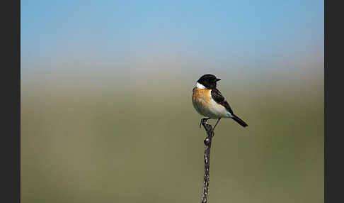 Schwarzkehlchen (Saxicola torquata)