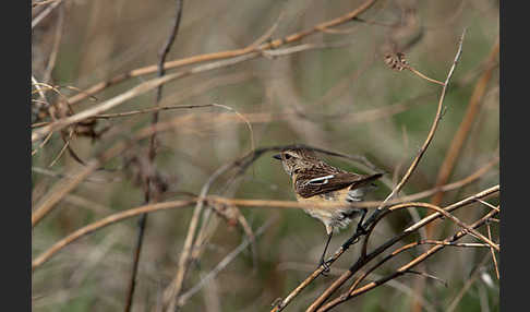 Schwarzkehlchen (Saxicola torquata)