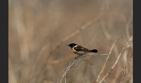 Schwarzkehlchen (Saxicola torquata)