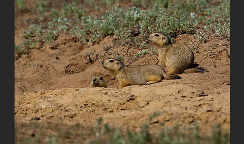 Gelbziesel (Spermophilus fulvus)