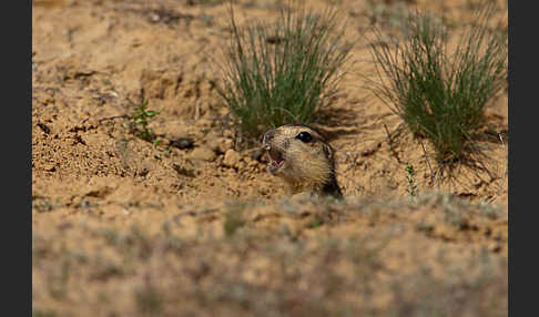 Gelbziesel (Spermophilus fulvus)