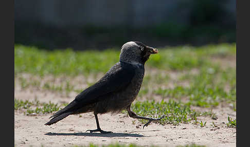 Dohle (Corvus monedula)