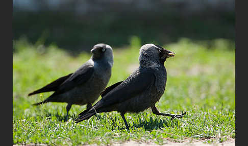 Dohle (Corvus monedula)