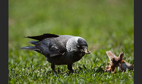 Dohle (Corvus monedula)