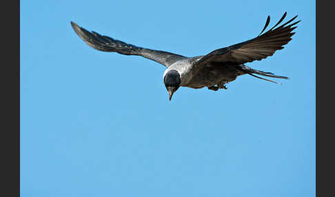 Dohle (Corvus monedula)