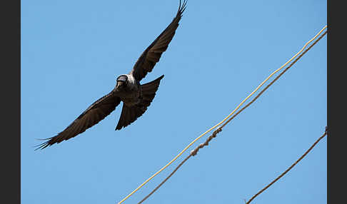 Dohle (Corvus monedula)