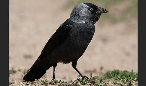 Dohle (Corvus monedula)