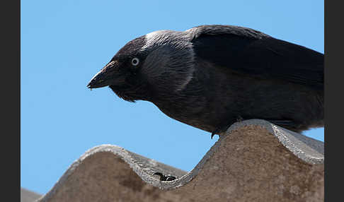 Dohle (Corvus monedula)