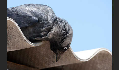 Dohle (Corvus monedula)