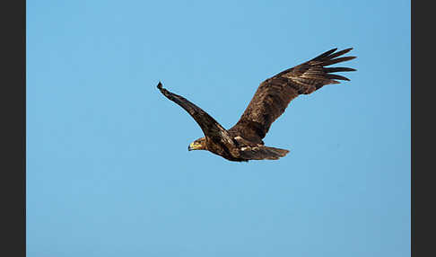 Steppenadler (Aquila nipalensis)