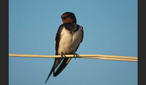 Rauchschwalbe (Hirundo rustica)