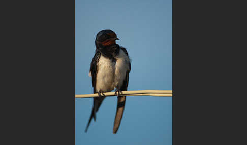 Rauchschwalbe (Hirundo rustica)