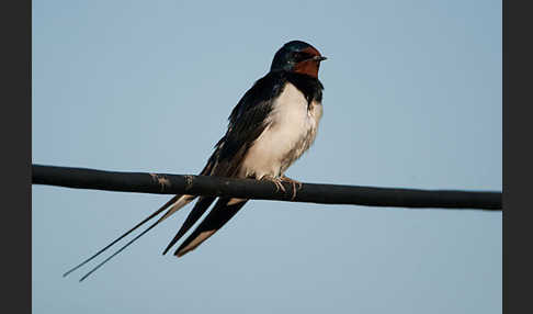 Rauchschwalbe (Hirundo rustica)