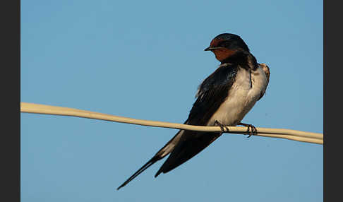 Rauchschwalbe (Hirundo rustica)