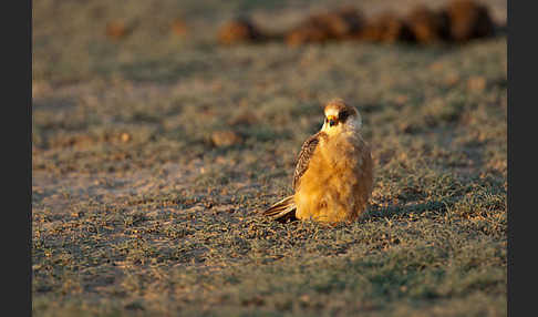 Rotfußfalke (Falco vespertinus)