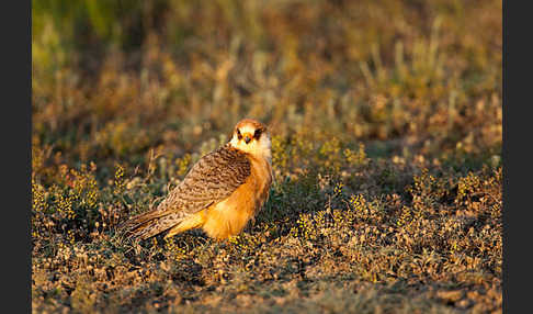 Rotfußfalke (Falco vespertinus)