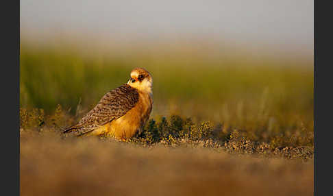 Rotfußfalke (Falco vespertinus)