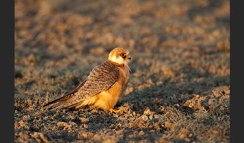 Rotfußfalke (Falco vespertinus)