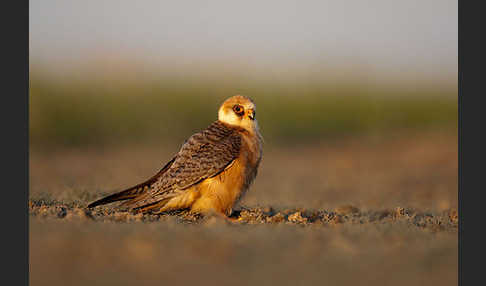 Rotfußfalke (Falco vespertinus)