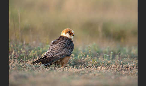 Rotfußfalke (Falco vespertinus)