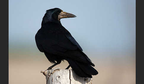 Saatkrähe (Corvus frugilegus)