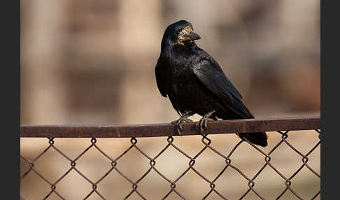 Saatkrähe (Corvus frugilegus)