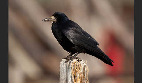 Saatkrähe (Corvus frugilegus)