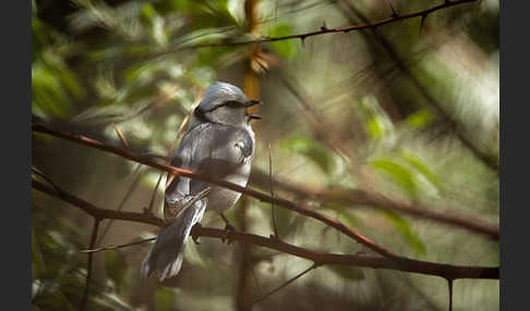 Lasurmeise (Parus cyanus)