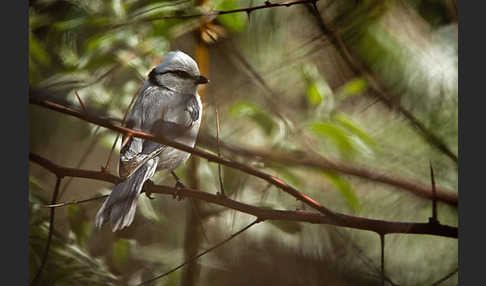 Lasurmeise (Parus cyanus)