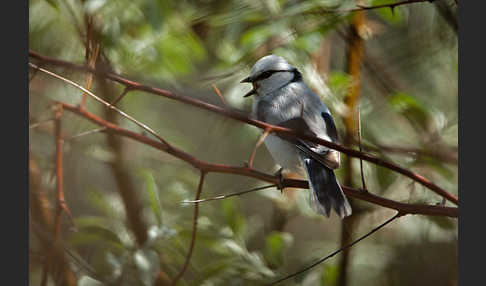 Lasurmeise (Parus cyanus)