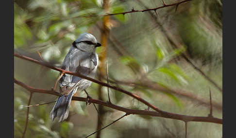 Lasurmeise (Parus cyanus)