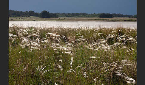 Federgras (Stipa spec.)