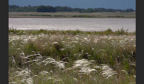 Federgras (Stipa spec.)