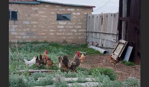 Haushuhn (Gallus gallus domesticus)