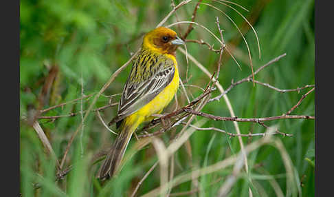 Braunkopfammer (Emberiza bruniceps)