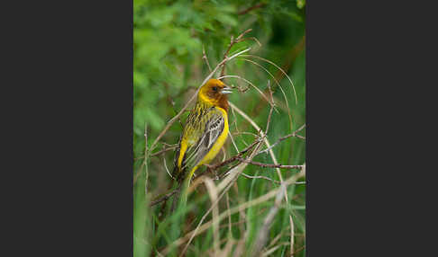 Braunkopfammer (Emberiza bruniceps)