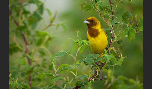 Braunkopfammer (Emberiza bruniceps)