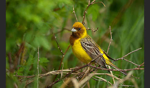 Braunkopfammer (Emberiza bruniceps)