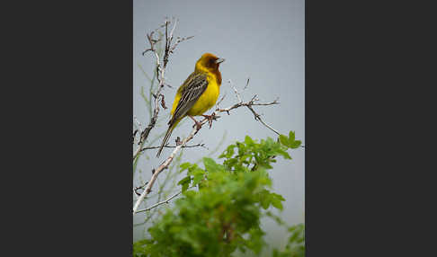 Braunkopfammer (Emberiza bruniceps)