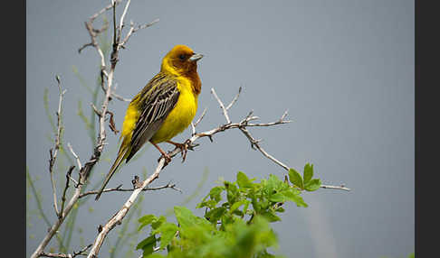 Braunkopfammer (Emberiza bruniceps)