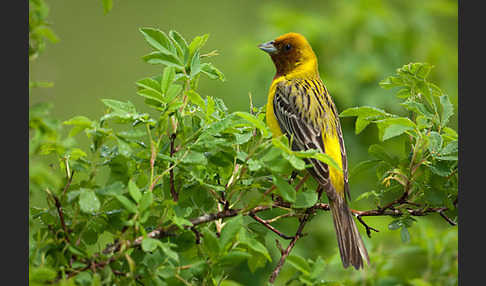 Braunkopfammer (Emberiza bruniceps)