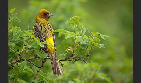 Braunkopfammer (Emberiza bruniceps)