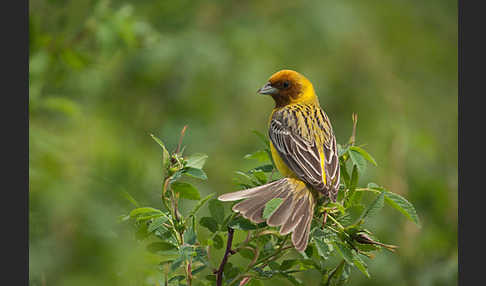 Braunkopfammer (Emberiza bruniceps)