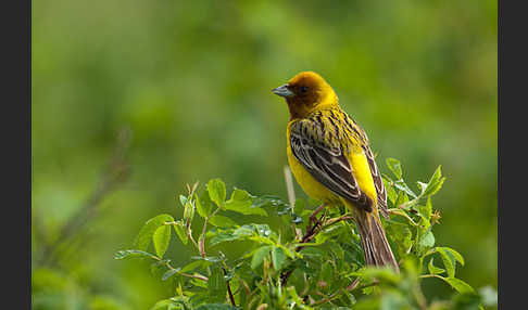 Braunkopfammer (Emberiza bruniceps)