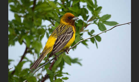 Braunkopfammer (Emberiza bruniceps)