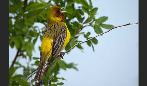 Braunkopfammer (Emberiza bruniceps)