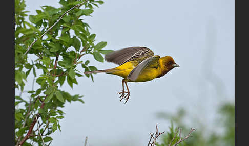 Braunkopfammer (Emberiza bruniceps)