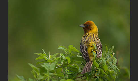 Braunkopfammer (Emberiza bruniceps)