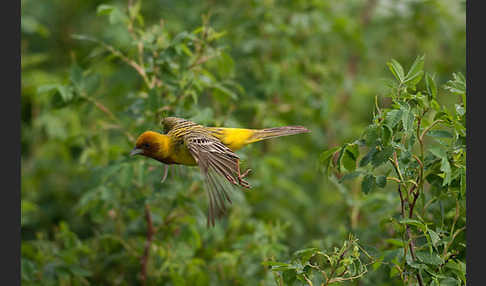 Braunkopfammer (Emberiza bruniceps)